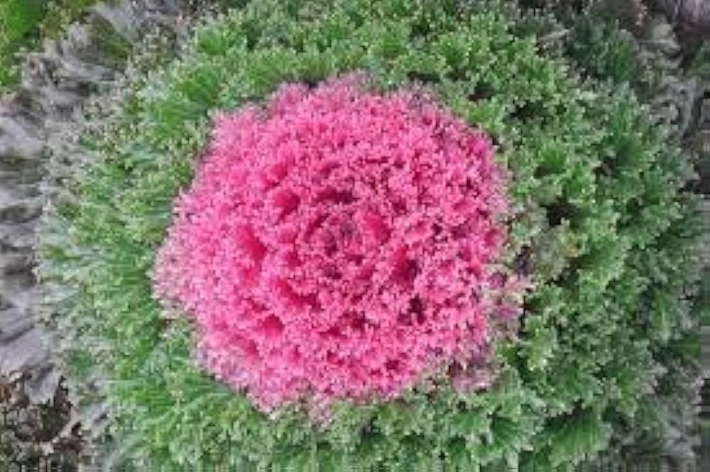 Kale (‘Chidori Red’ flower) for planting in garden